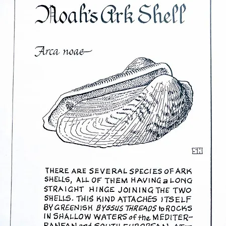 Arca Noae *